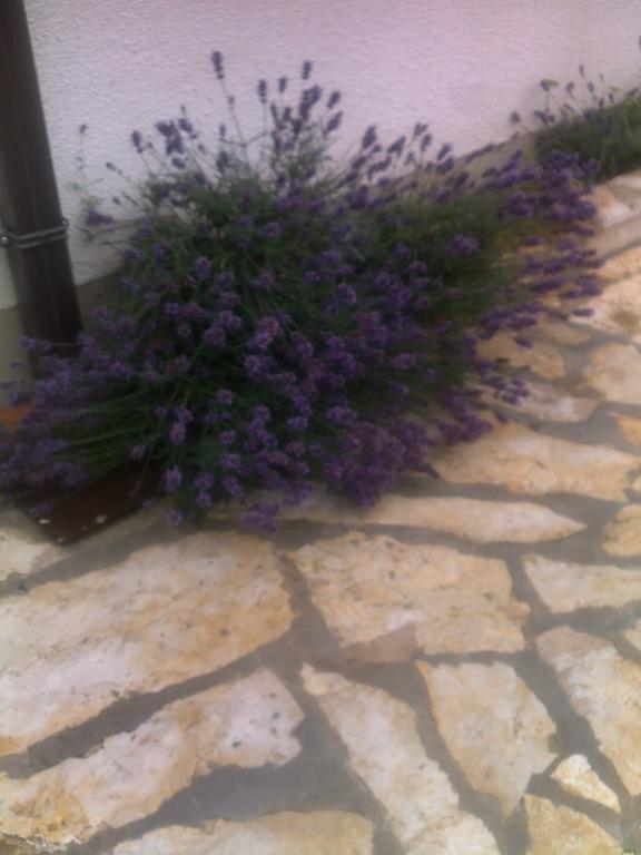 Apartment Tuja Jadrtovac Szoba fotó